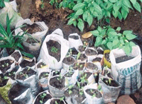 Plastic bags being used to grow seedlings in a Sri Lankan garden